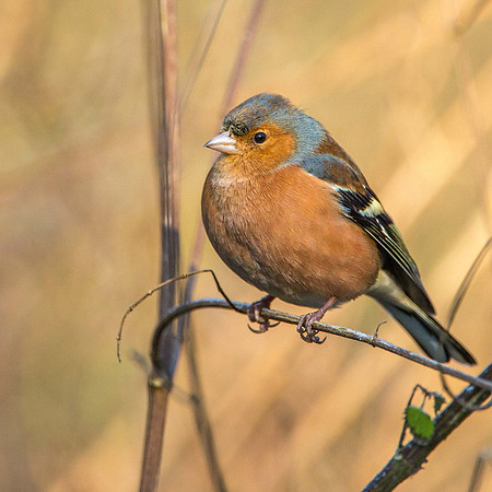 Chaffinch