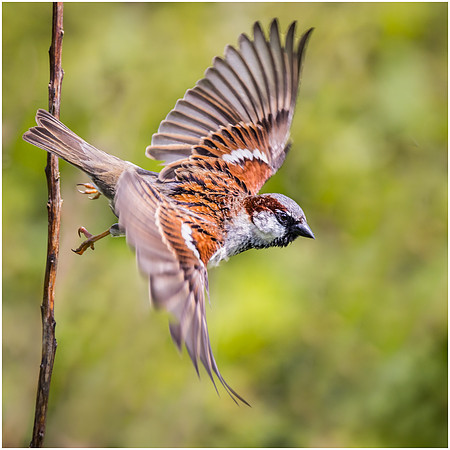 Cock Sparrow, scored 9.5 and 3rd June 23