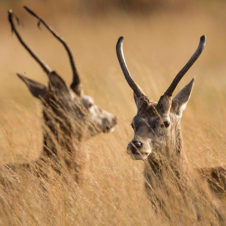 Young Bucks