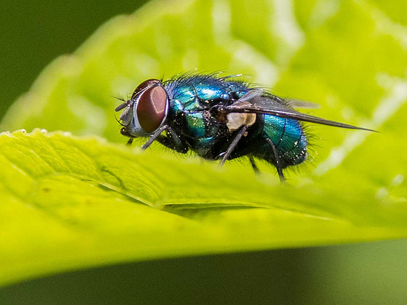 Bluebottle Fly