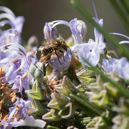 Blue Mason Bee, Osmia caerulescens