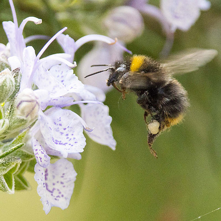 Early Bumblebee