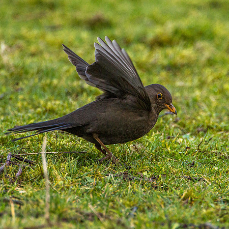 Blackbird (f)