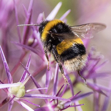 Buff Tailed Bumble Bee