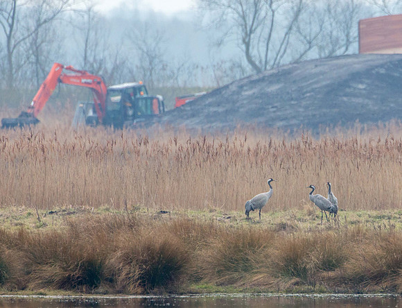 ... and Diggers!!