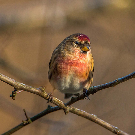 Lesser Redpoll
