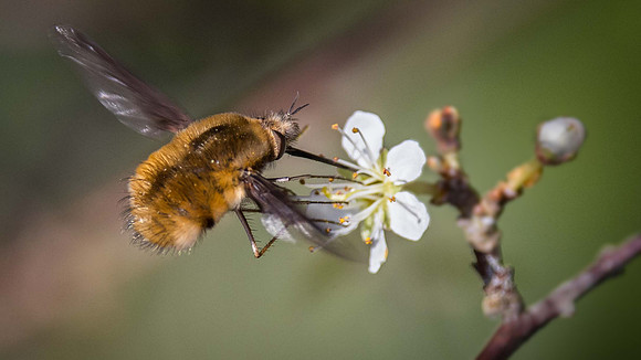 Dark-Edged Bee-Fly