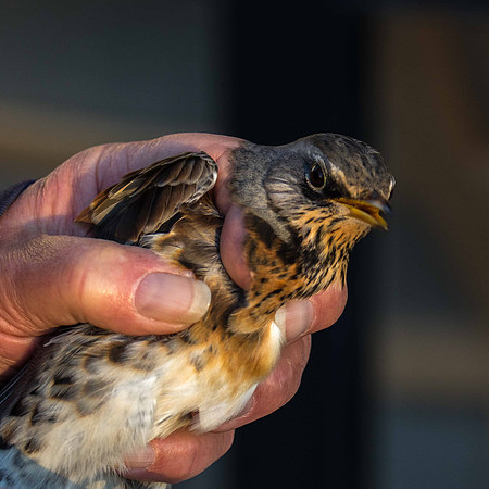 Fieldfare
