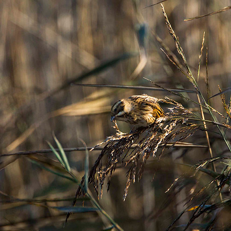 Reed Bunting Female