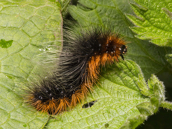 Tiger Moth Caterpillar