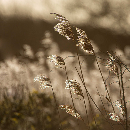 Reeds
