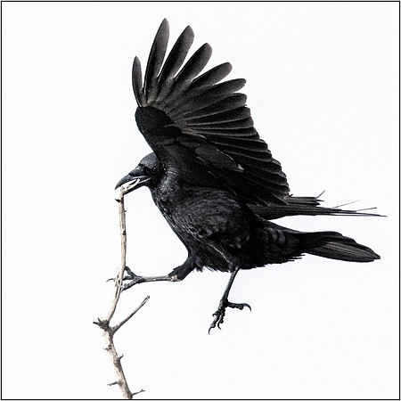 Corvid Shapes, scored 9 May 23