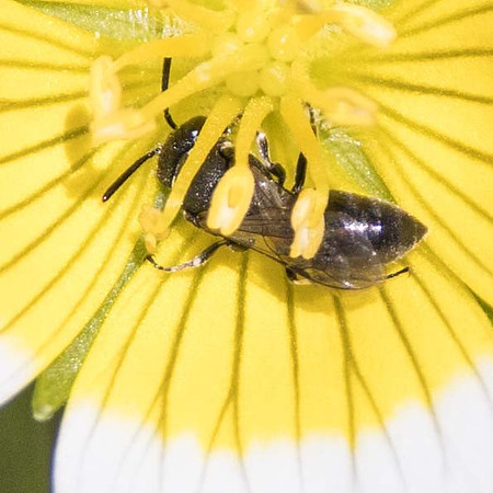 Modest Masked Bee