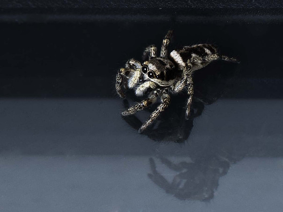 Jumping Spider
