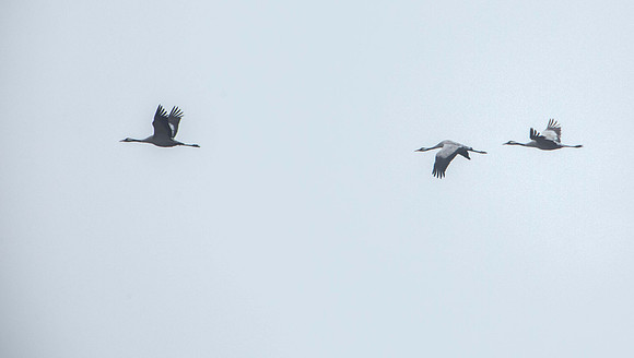 Cranes