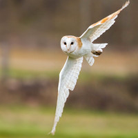 Barn Owl