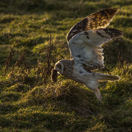 Evening Owl, scored 9.5, February 2016