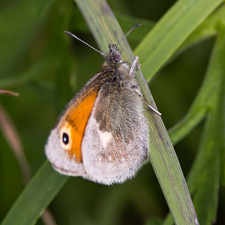 Small Heath