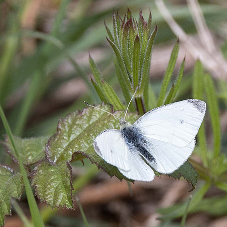 Small White