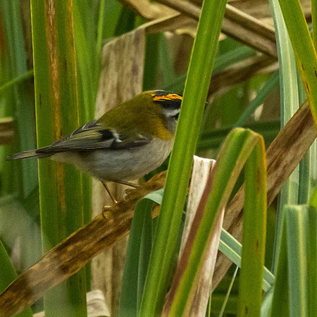 Round One to the Firecrest