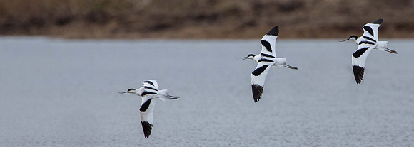 Avocets