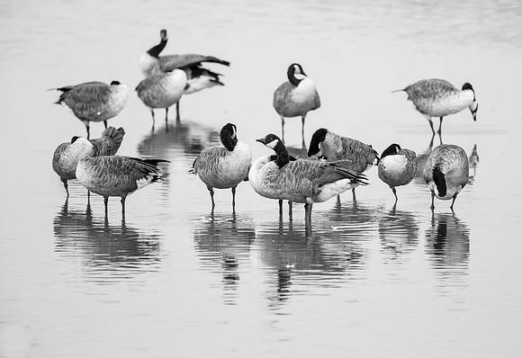 Canada Geese