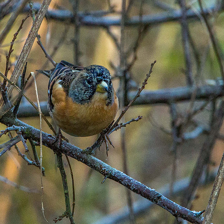 Brambling
