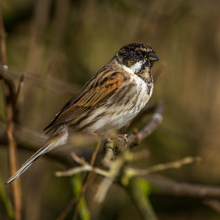 Reed Bunting
