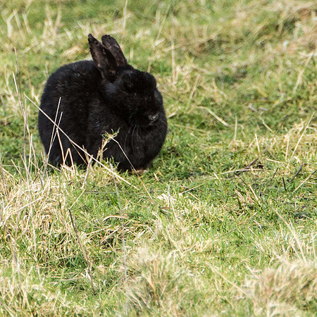 Farlington Marsh Black Rabbit
