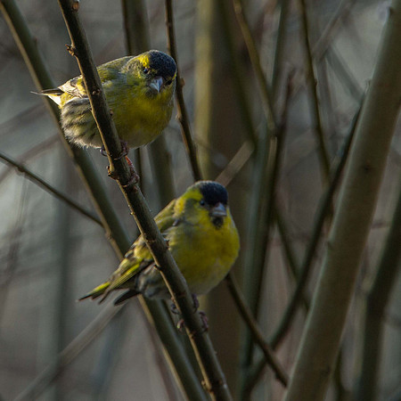 Siskin pair