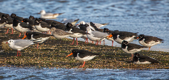 Bar Tailed Godwit with friends
