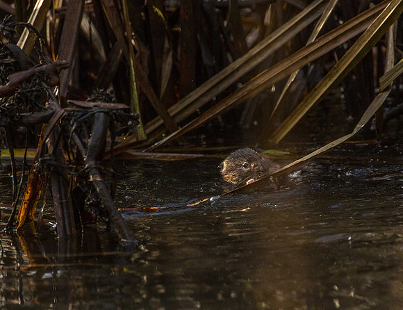 Water Vole