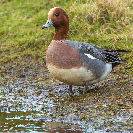 Wigeon