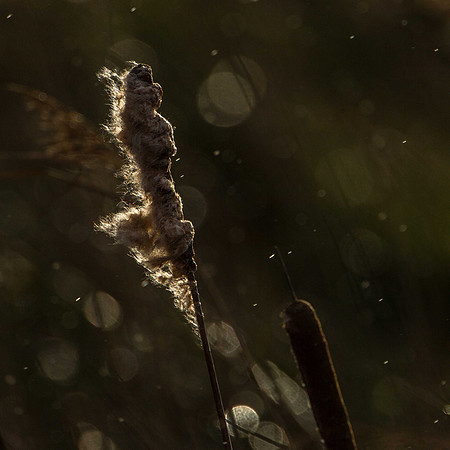 Reed Mace
