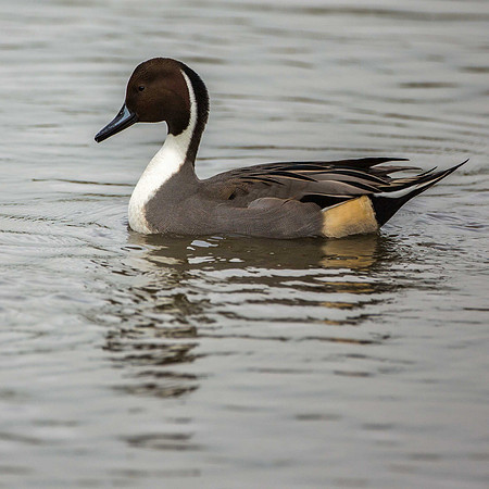 Pintail