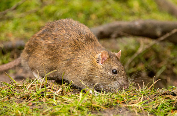 Rat