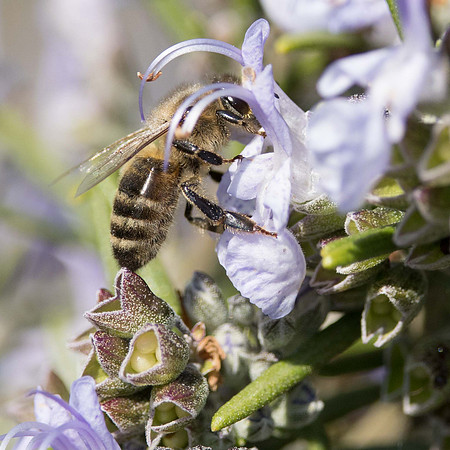 Honey Bee