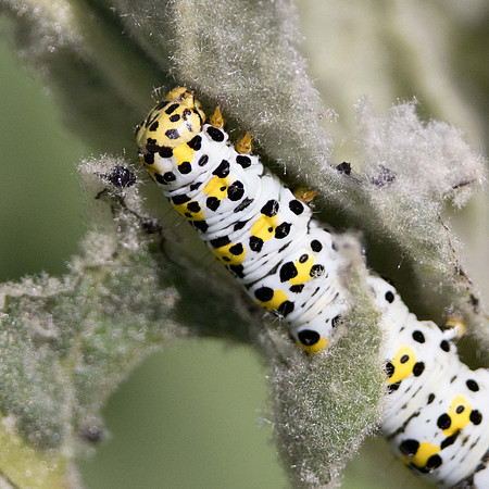 Mullein Moth, Verbascum blattaria