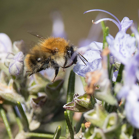 Common Carder Bee
