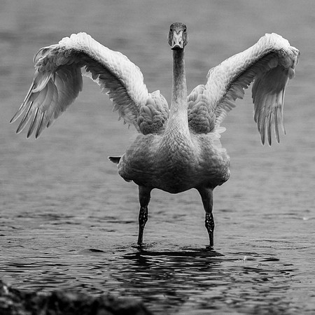 Berwick Swan jvn