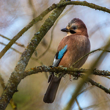 Jay