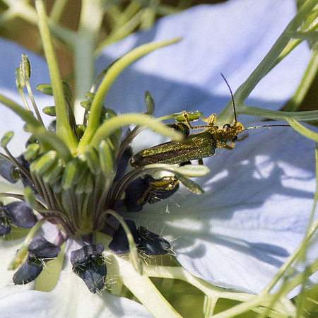 Thick Legged Flower Beetle  (Oedemera nobilis)