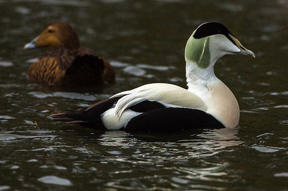 Eider Duck