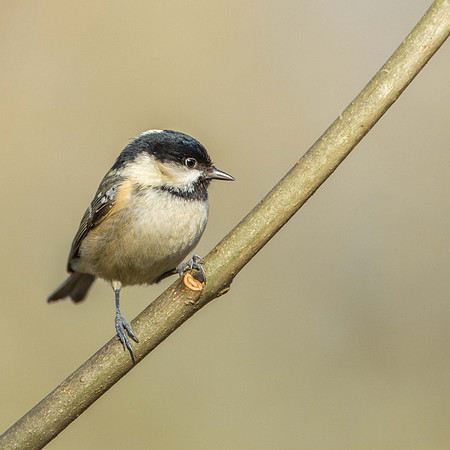 Coal Tit