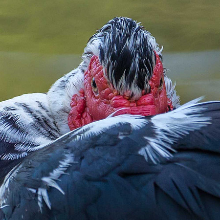 Muscovy Duck