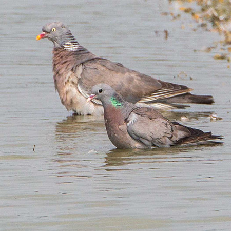 Mixed bathing Wood Pigeon and Stock Dove