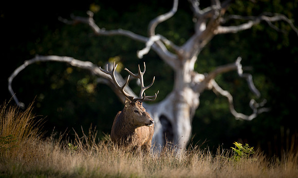 Stag, scored 10 and 2nd, March 2016