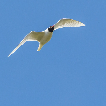 Mediterranean Gull