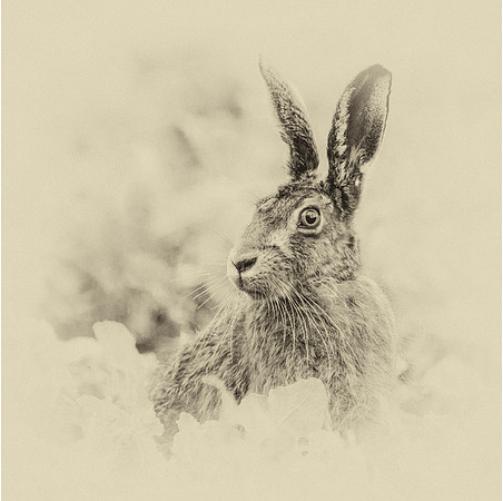Brown Hare, scored 9.5 and 2nd, May 16