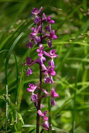 Orchid